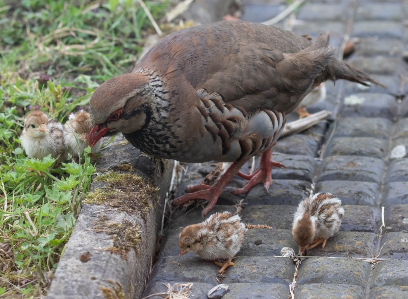 Red-legged Partridge Family