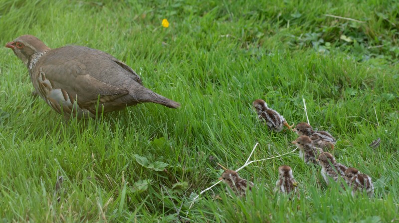 Red-legged Partridge Family