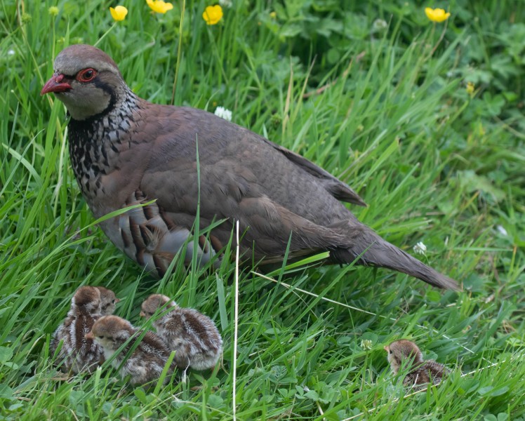 Red-legged Partridge Family