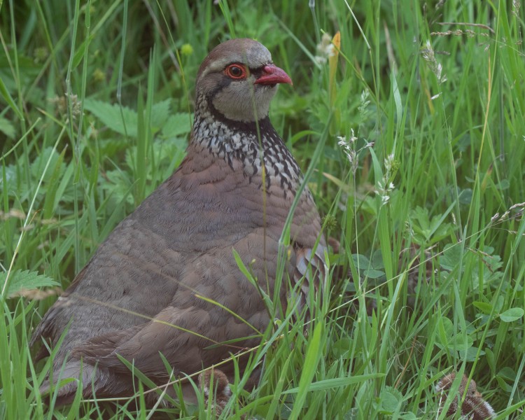 Red-legged Partridge Family