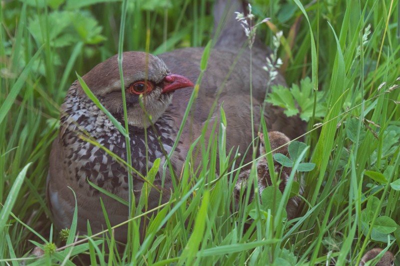 Red-legged Partridge Family