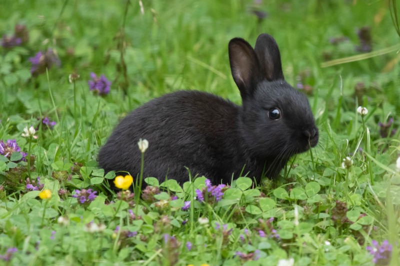 Wild Black Rabbit