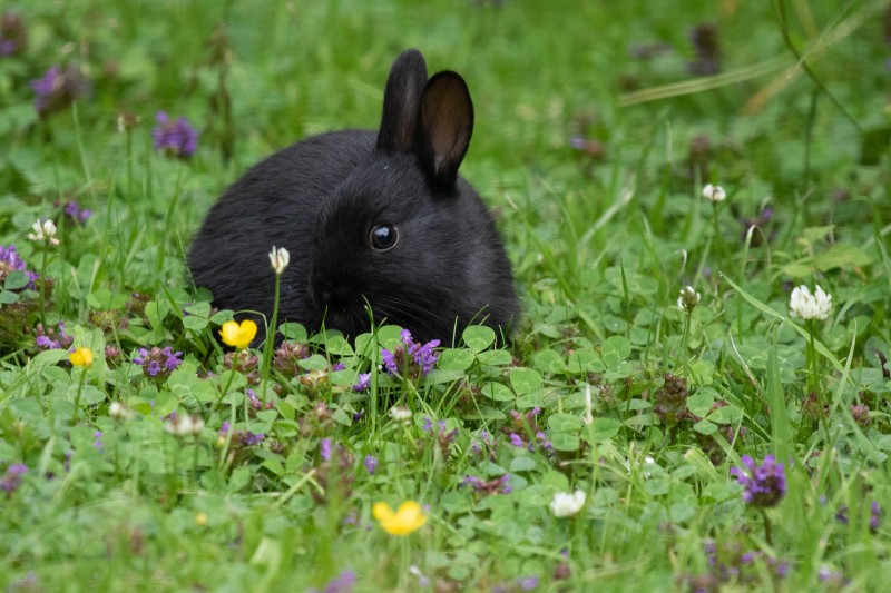 Wild Black Rabbit