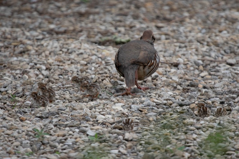 Red-legged Partridge Family