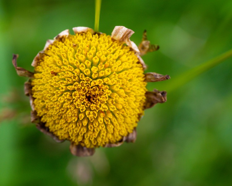 BBOWT Rushbeds Wood