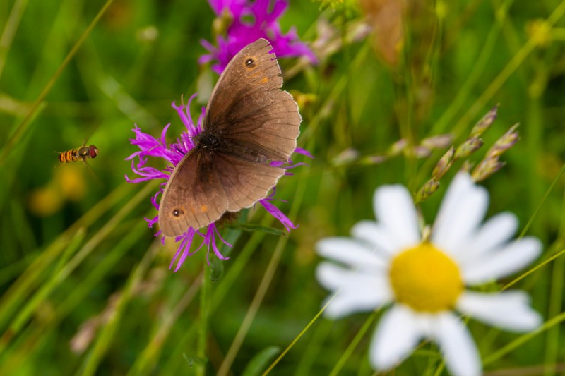 BBOWT Rushbeds Wood