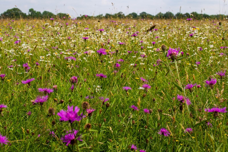 BBOWT Rushbeds Wood