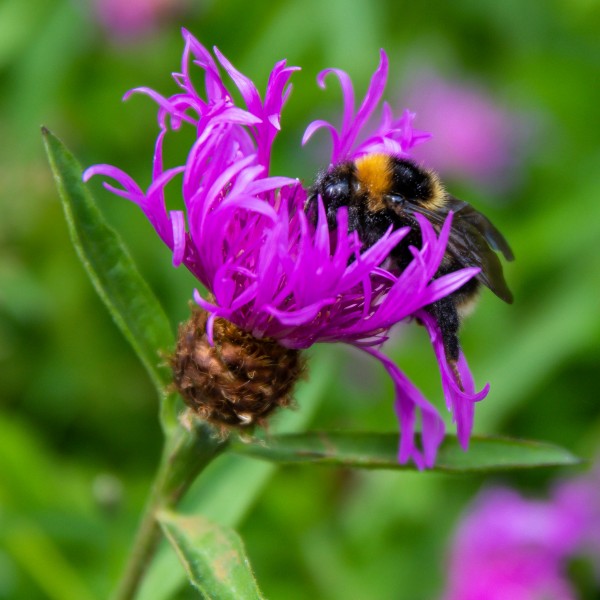 BBOWT Rushbeds Wood