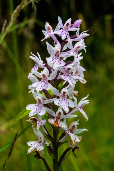 BBOWT Rushbeds Wood