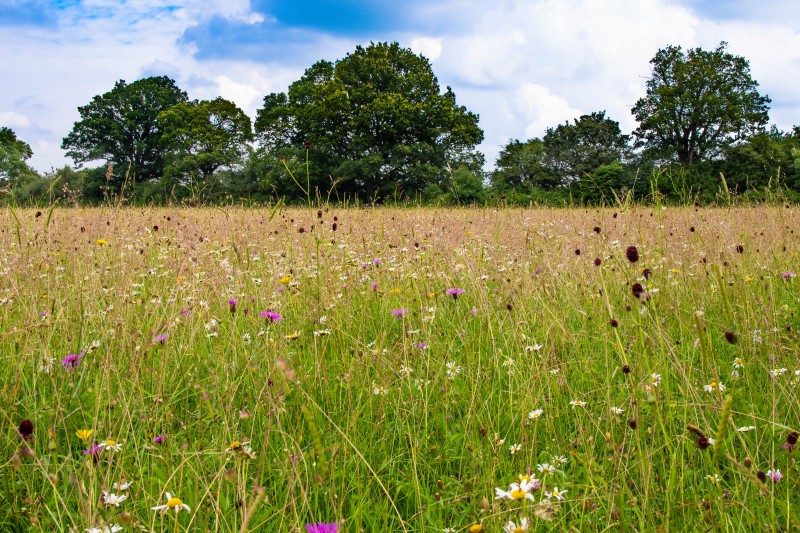 BBOWT Rushbeds Wood