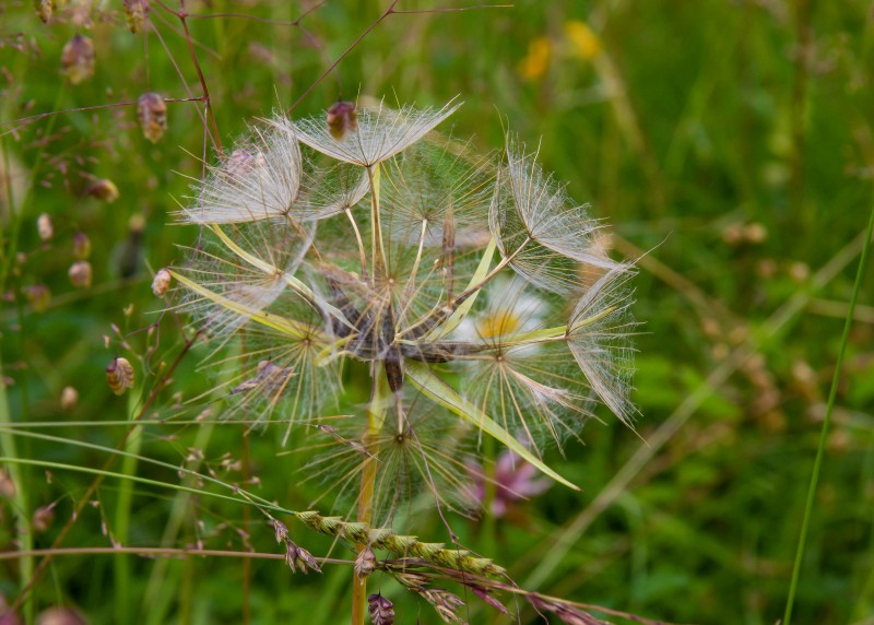 BBOWT Rushbeds Wood