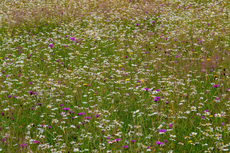 BBOWT Rushbeds Wood