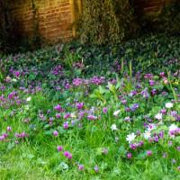 National Trust - Greys Court