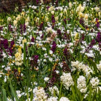 National Trust - Greys Court