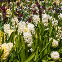 National Trust - Greys Court