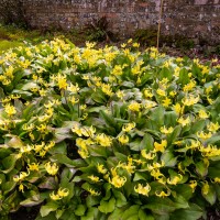 National Trust - Greys Court