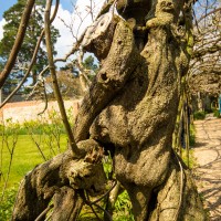 National Trust - Greys Court