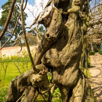 National Trust - Greys Court