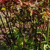 National Trust - Greys Court