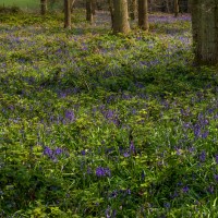 National Trust - Greys Court