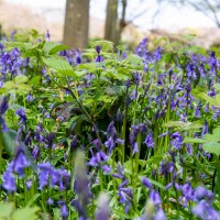 National Trust - Greys Court