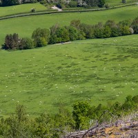 Camping at Fforestfields