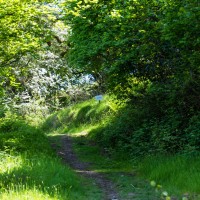 Camping at Fforestfields