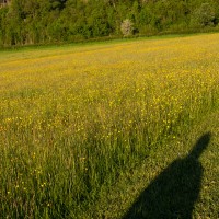 Camping at Fforestfields