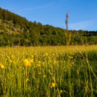 Camping at Fforestfields