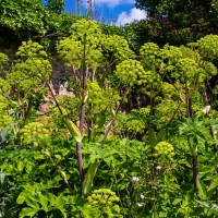 Greys Court