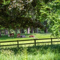 Greys Court