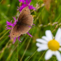 BBOWT Rushbeds Wood