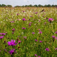 BBOWT Rushbeds Wood