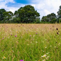 BBOWT Rushbeds Wood