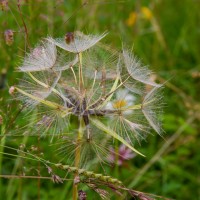 BBOWT Rushbeds Wood