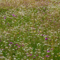 BBOWT Rushbeds Wood