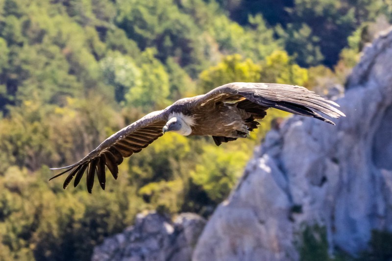 Vulture