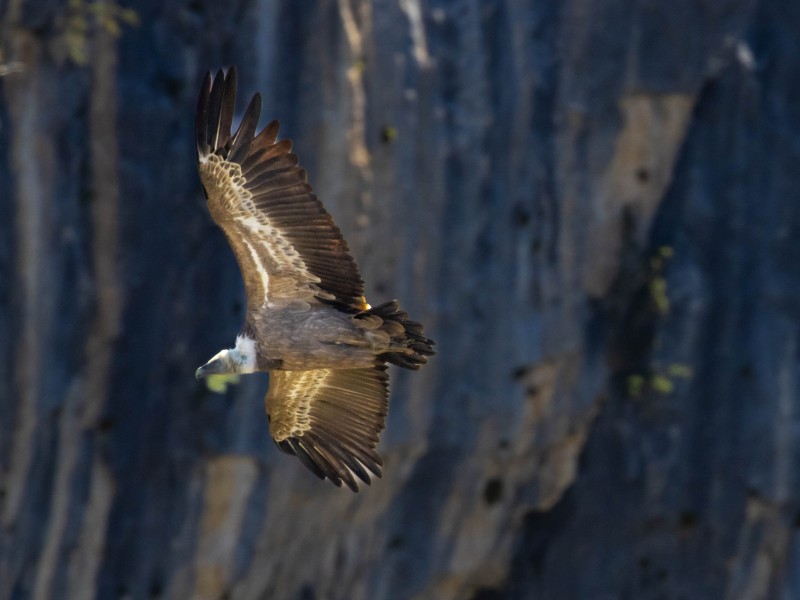 Vultures