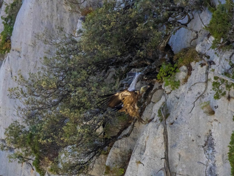 Vulture cliff landing