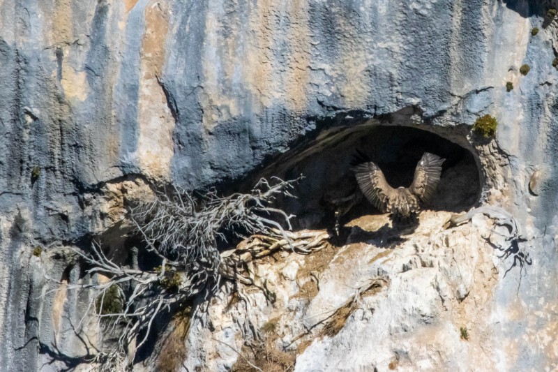 Vulture cliff landing