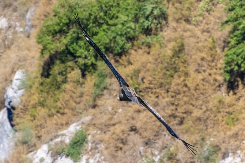 Vulture cliff landing