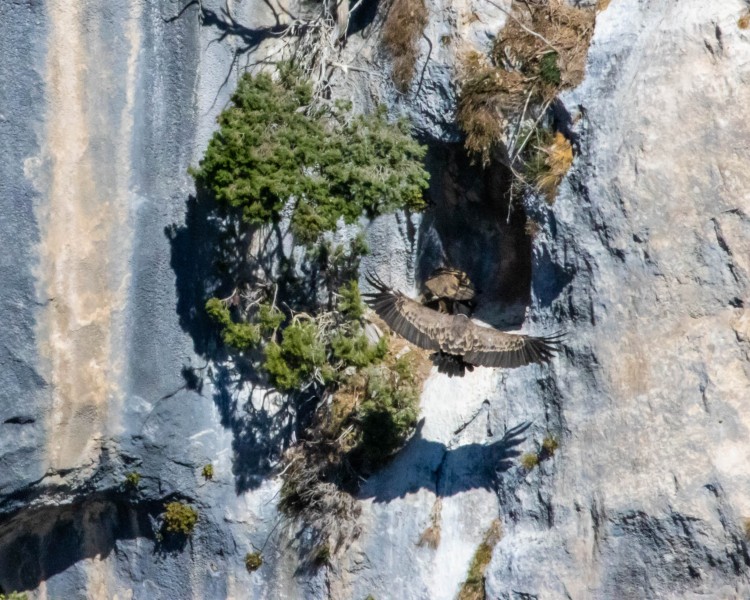 Vulture cliff landing