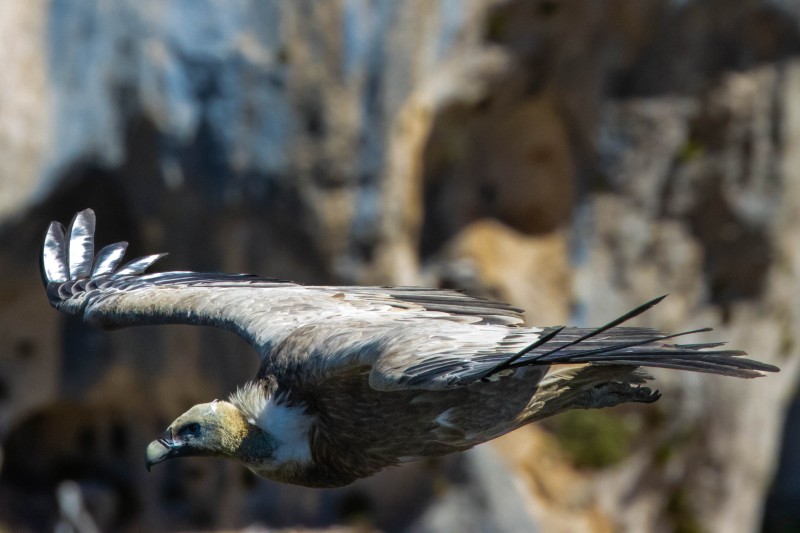 Vulture cliff landing