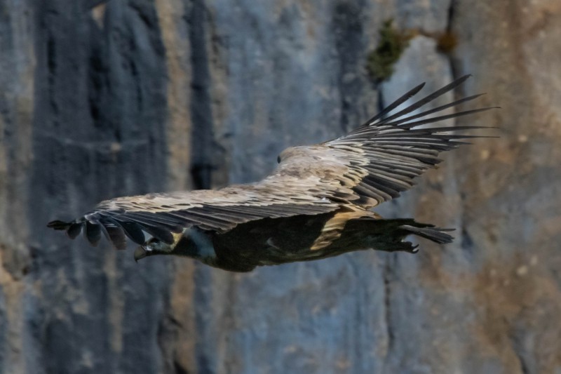 Vulture cliff landing