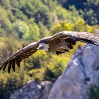 Vulture