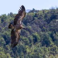 Vulture