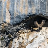 Vulture cliff landing