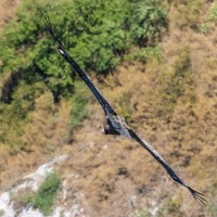 Vulture cliff landing