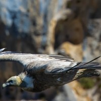 Vulture cliff landing