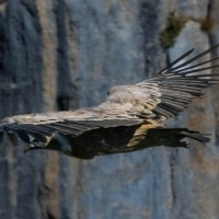 Vulture cliff landing